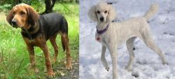 Polish Hound vs Poodle - Breed Comparison