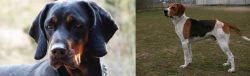 Polish Hunting Dog vs Anglo-Francais de Petite Venerie - Breed Comparison