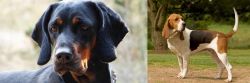 Polish Hunting Dog vs Artois Hound - Breed Comparison