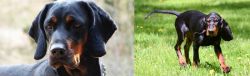 Polish Hunting Dog vs Black and Tan Coonhound - Breed Comparison