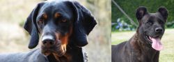 Polish Hunting Dog vs Cao Fila de Sao Miguel - Breed Comparison