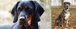 Polish Hunting Dog vs Catahoula Leopard - Breed Comparison