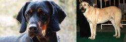 Polish Hunting Dog vs Central Anatolian Shepherd - Breed Comparison