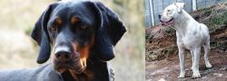 Polish Hunting Dog vs Dogo Guatemalteco - Breed Comparison