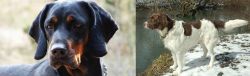 Polish Hunting Dog vs Drentse Patrijshond - Breed Comparison