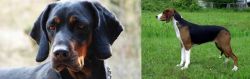 Polish Hunting Dog vs Finnish Hound - Breed Comparison