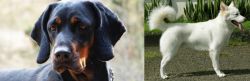 Polish Hunting Dog vs Kintamani - Breed Comparison