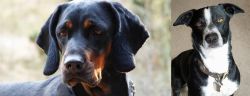 Polish Hunting Dog vs McNab - Breed Comparison