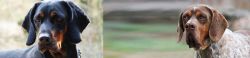 Polish Hunting Dog vs Pachon Navarro - Breed Comparison