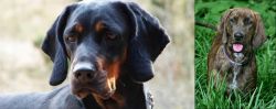 Polish Hunting Dog vs Plott Hound - Breed Comparison