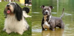 Polish Lowland Sheepdog vs American Staffordshire Terrier - Breed Comparison