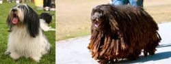 Polish Lowland Sheepdog vs Bergamasco - Breed Comparison