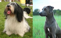 Polish Lowland Sheepdog vs Blue Lacy - Breed Comparison