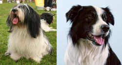 Polish Lowland Sheepdog vs Border Collie - Breed Comparison