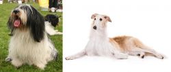 Polish Lowland Sheepdog vs Borzoi - Breed Comparison