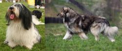 Polish Lowland Sheepdog vs Carpatin - Breed Comparison