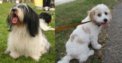 Polish Lowland Sheepdog vs Cavachon - Breed Comparison
