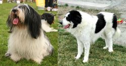 Polish Lowland Sheepdog vs Ciobanesc de Bucovina - Breed Comparison