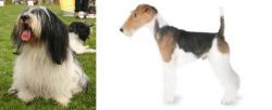 Polish Lowland Sheepdog vs Fox Terrier - Breed Comparison
