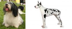 Polish Lowland Sheepdog vs Great Dane - Breed Comparison