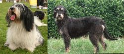 Polish Lowland Sheepdog vs Griffon Nivernais - Breed Comparison