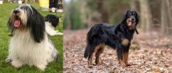 Polish Lowland Sheepdog vs Hovawart - Breed Comparison