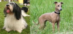 Polish Lowland Sheepdog vs Italian Greyhound - Breed Comparison