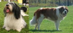 Polish Lowland Sheepdog vs Moscow Watchdog - Breed Comparison