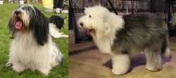 Polish Lowland Sheepdog vs Old English Sheepdog - Breed Comparison