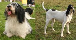 Polish Lowland Sheepdog vs Petit Gascon Saintongeois - Breed Comparison