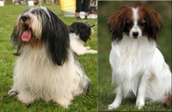 Polish Lowland Sheepdog vs Phalene - Breed Comparison