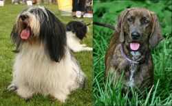 Polish Lowland Sheepdog vs Plott Hound - Breed Comparison