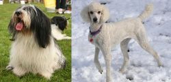 Polish Lowland Sheepdog vs Poodle - Breed Comparison