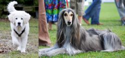 Polish Tatra Sheepdog vs Afghan Hound - Breed Comparison