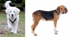 Polish Tatra Sheepdog vs Beagle-Harrier - Breed Comparison