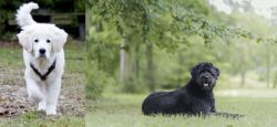 Polish Tatra Sheepdog vs Bouvier des Flandres - Breed Comparison