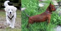 Polish Tatra Sheepdog vs Chinese Chongqing Dog - Breed Comparison