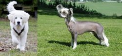 Polish Tatra Sheepdog vs Chinese Crested Dog - Breed Comparison