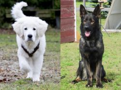 Polish Tatra Sheepdog vs East German Shepherd - Breed Comparison