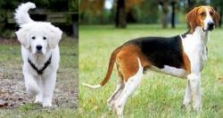 Polish Tatra Sheepdog vs Grand Anglo-Francais Tricolore - Breed Comparison