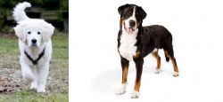 Polish Tatra Sheepdog vs Greater Swiss Mountain Dog - Breed Comparison