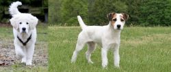 Polish Tatra Sheepdog vs Jack Russell Terrier - Breed Comparison