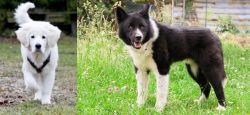 Polish Tatra Sheepdog vs Karelian Bear Dog - Breed Comparison