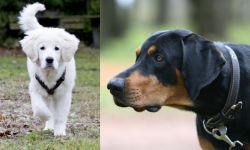 Polish Tatra Sheepdog vs Lithuanian Hound - Breed Comparison