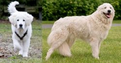 Polish Tatra Sheepdog vs Maremma Sheepdog - Breed Comparison