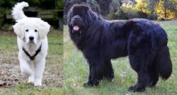 Polish Tatra Sheepdog vs Newfoundland Dog - Breed Comparison