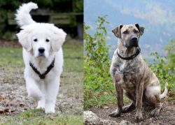 Polish Tatra Sheepdog vs Perro Cimarron - Breed Comparison