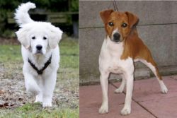 Polish Tatra Sheepdog vs Plummer Terrier - Breed Comparison