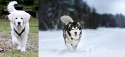 Polish Tatra Sheepdog vs Siberian Husky - Breed Comparison