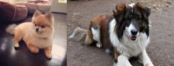 Pomeranian vs Aidi - Breed Comparison